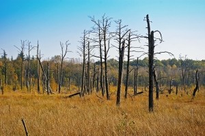 Deutscher Wald Dürre