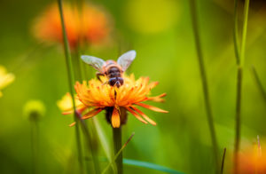 Bienen sind der Inbegriff von Nachhaltigkeit.
