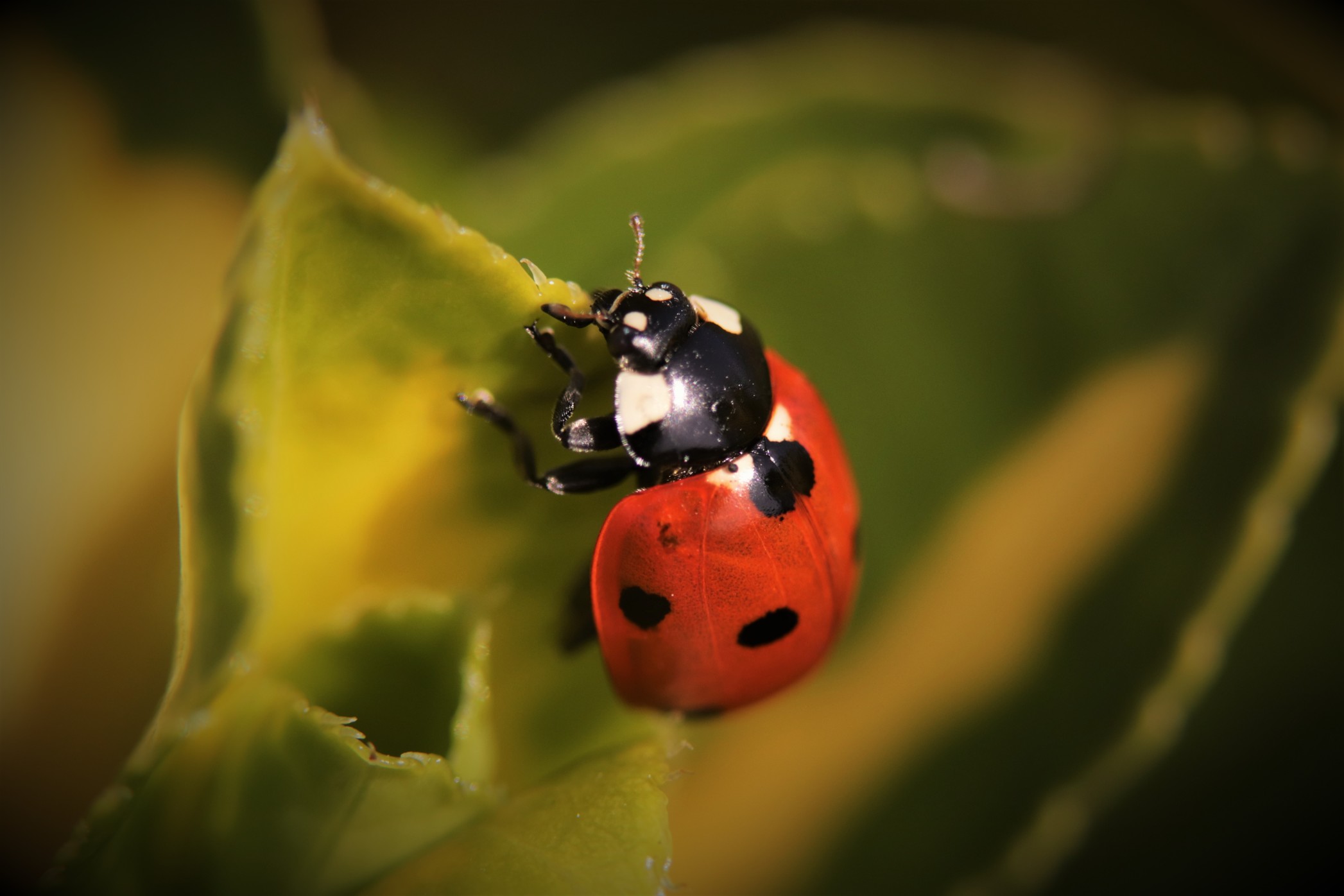 Marienkäfer sind die natürlichen Feinde von Blattläusen. Foto: tonyr380 via Twenty20